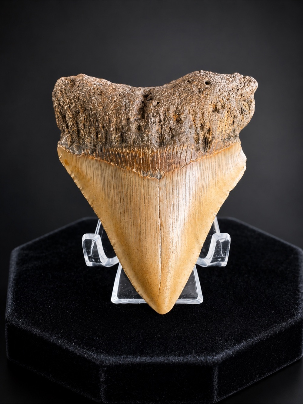 Megalodon Toooth- South Carolina